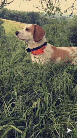 Donne chien beagle