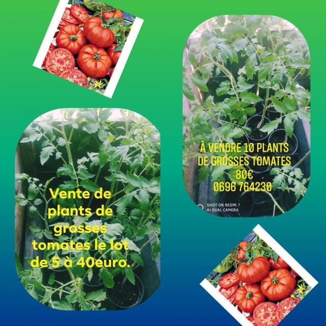 Vente de plantes