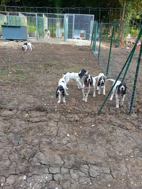 Vends chiots gasconxariegeois