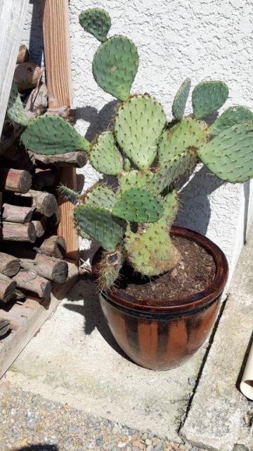 Trois gros  Cactus  en pot  à vendre