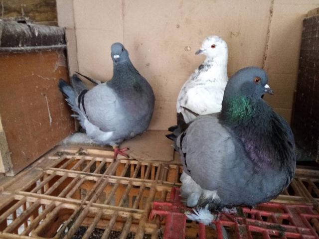 Pigeon mondain